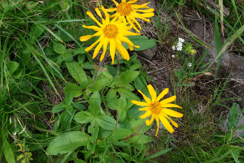 Plantes d'arnica et camphrier soigneusement sélectionnées, issues de cultures européennes traditionnelles.