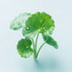 Centella asiatica