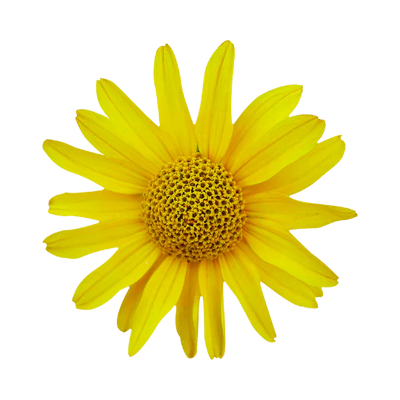 Arnica Montana